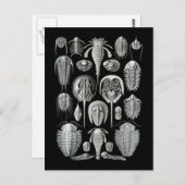 Carte Postale Trilobites et scorpions de mer (Devant / Derrière)