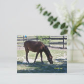 Carte Postale Trimestre Colt Paso (Debout devant)