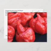 Carte postale Trinidad Moruga Scorpion Chili Peppe (Devant / Derrière)