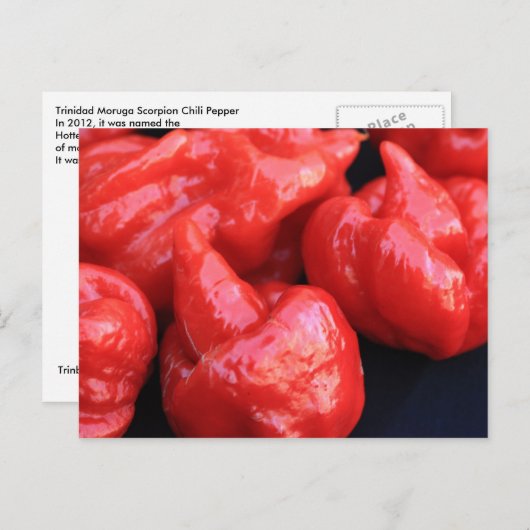 Carte postale Trinidad Moruga Scorpion Chili Peppe (Devant / Derrière)