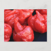 Carte postale Trinidad Moruga Scorpion Chili Peppe (Devant)