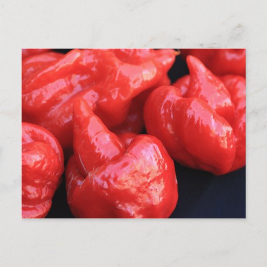 Carte postale Trinidad Moruga Scorpion Chili Peppe (Devant)