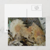 Carte Postale Trio Agé Champignons (Devant / Derrière)