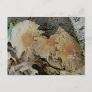 Carte Postale Trio Agé Champignons