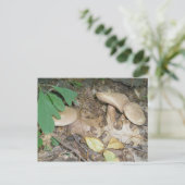 Carte postale Trio Champignon Suède (Debout devant)