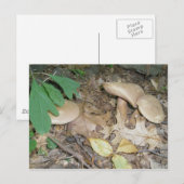Carte postale Trio Champignon Suède (Devant / Derrière)