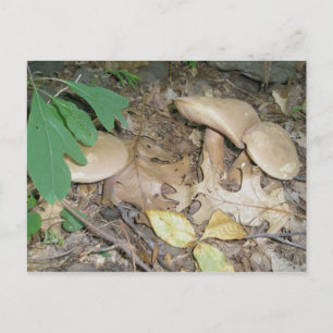 Carte postale Trio Champignon Suède