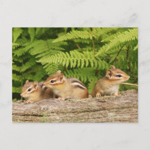 Carte Postale Trio de bébés tamias curieux