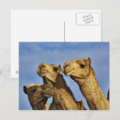 Carte Postale Trio de chameaux, marché aux chameaux, Le Caire, E (Devant / Derrière)