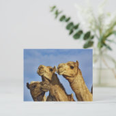 Carte Postale Trio de chameaux, marché aux chameaux, Le Caire, E (Debout devant)