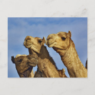 Carte Postale Trio de chameaux, marché aux chameaux, Le Caire, E