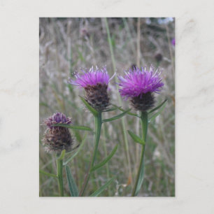 Carte Postale Trio de chardons violets
