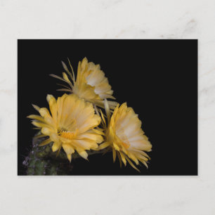 Carte Postale Trio de Charlemagne