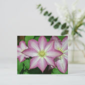 Carte Postale Trio de Clematis Pink and White Spring Vine (Debout devant)