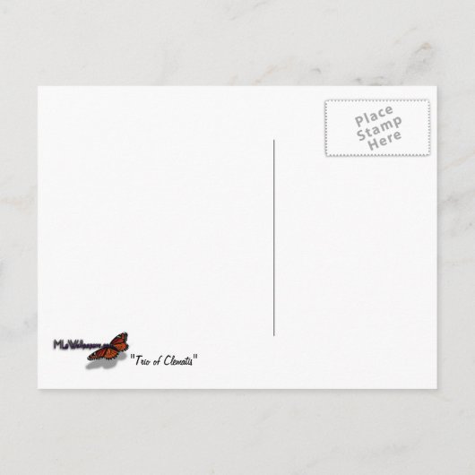 Carte Postale Trio de Clematis Pink and White Spring Vine (Dos)