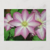 Carte Postale Trio de Clematis Pink and White Spring Vine (Devant)