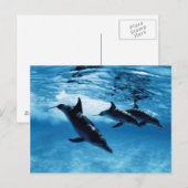 Carte Postale Trio de dauphins (Devant / Derrière)