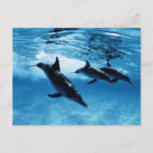 Carte Postale Trio de Dolphins
