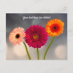 Carte Postale Trio de Gerberas Postcard