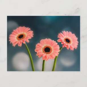 Carte postale : Trio de Gerberas roses