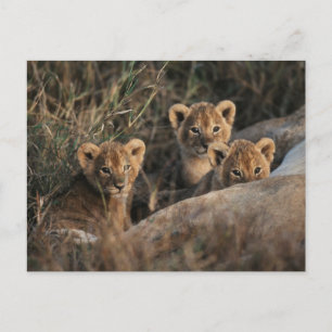 Carte Postale Trio de lionceaux avec leur mère
