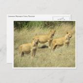 Carte Postale trio de lionne (Devant / Derrière)