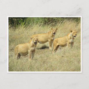 Carte Postale trio de lionne