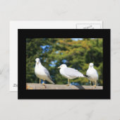 Carte Postale Trio De Mouettes (Devant / Derrière)