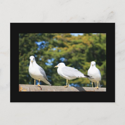 Carte Postale Trio De Mouettes (Devant)