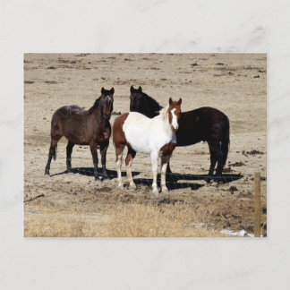 Carte Postale Trio de pâturage