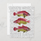 Carte Postale Trio de poissons fantaisie rouges et jaunes (Devant / Derrière)