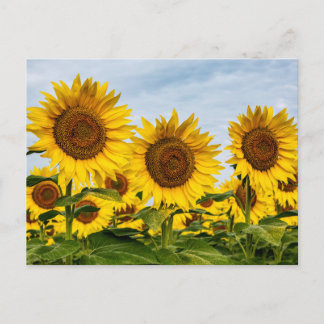 Carte Postale Trio de Tournesols