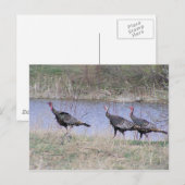 Carte Postale Trio de Turkey (Devant / Derrière)