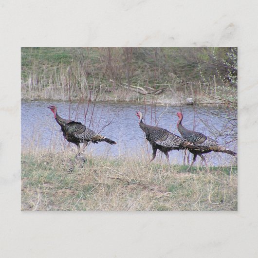 Carte Postale Trio de Turkey (Devant)