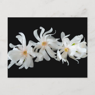Carte Postale Trio Fleur Magnolia sur Noir