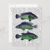 Carte Postale Trio poisson bleu et vert (Devant / Derrière)