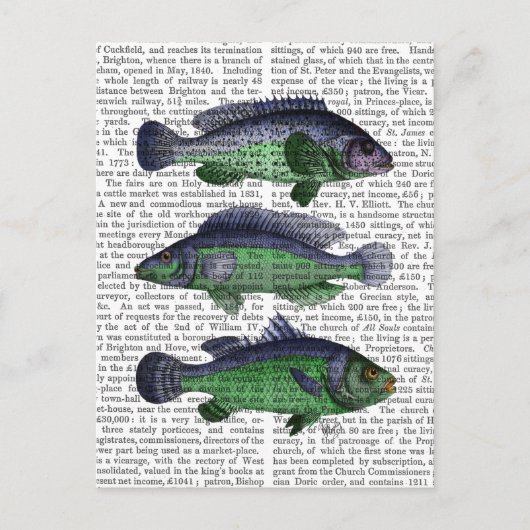 Carte Postale Trio poisson bleu et vert (Devant)