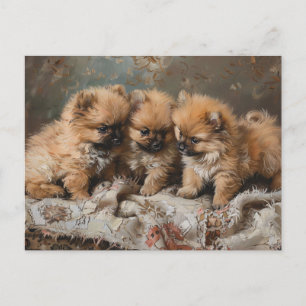 Carte Postale Trio Poméranien de chiot Vintage