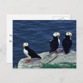 Carte Postale Trio Puffin à cornes (Devant / Derrière)