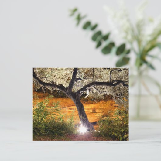 Carte Postale Trippy oak tree (Debout devant)