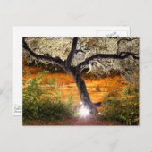 Carte Postale Trippy oak tree (Devant / Derrière)