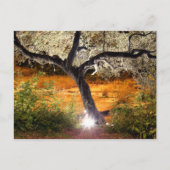 Carte Postale Trippy oak tree (Devant)