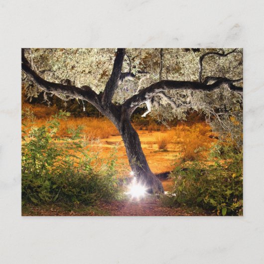 Carte Postale Trippy oak tree (Devant)