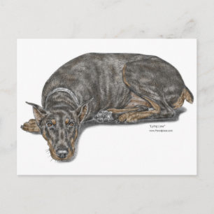 Carte Postale Triste Coupable À L'Air Doberman