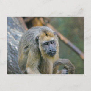 Carte Postale Triste regard hurler singe