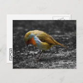 Carte Postale triste robin (Devant / Derrière)