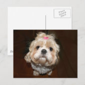 Carte Postale triste shih tzu (Devant / Derrière)