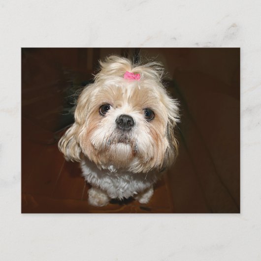 Carte Postale triste shih tzu (Devant)