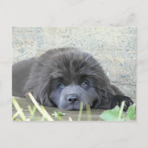 Carte Postale Tristes yeux