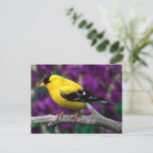 Carte Postale Triston d'or américain (Spinus tristis) (Debout devant)